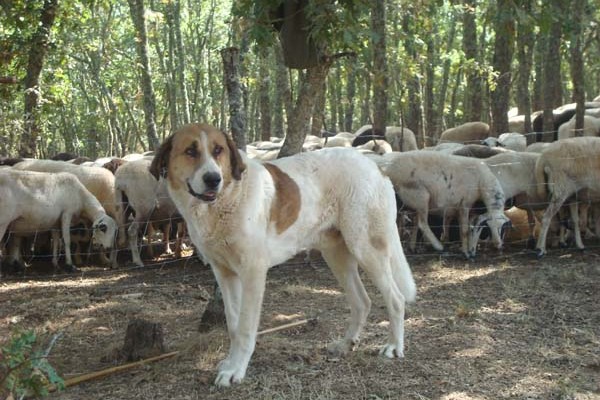 Cão de Gado Transmontano
