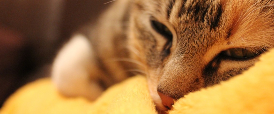 Cuidar da saúde e do bem-estar do seu animal